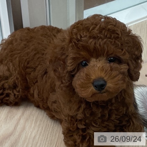 福井県のトイプードル(トイ) (ペットプラス 福井店/2026年7月20日生まれ/男の子/レッド)の子犬の3枚目の画像