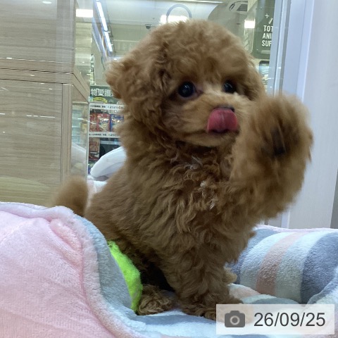 愛知県のトイプードル(トイ) (ペットプラス 三好店/2026年7月21日生まれ/男の子/レッド)の子犬の4枚目の画像