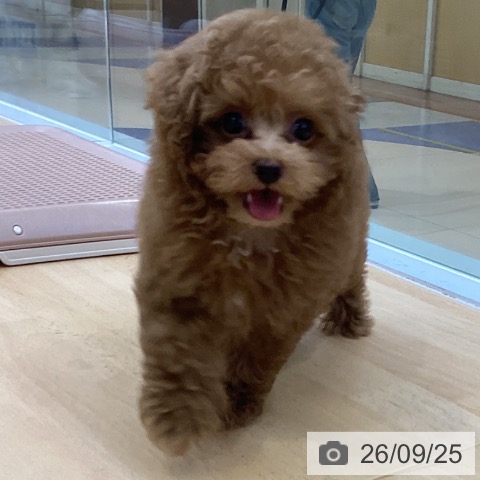 愛知県のトイプードル(トイ) (ペットプラス 三好店/2026年7月21日生まれ/男の子/レッド)の子犬の3枚目の画像