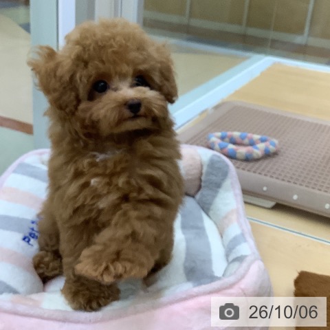 愛知県のトイプードル(トイ) (ペットプラス 三好店/2026年7月21日生まれ/男の子/レッド)の子犬の3枚目の画像