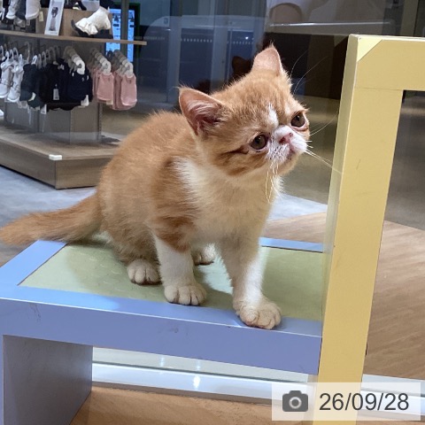 エキゾチックの写真