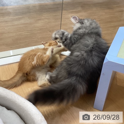 エキゾチックの写真