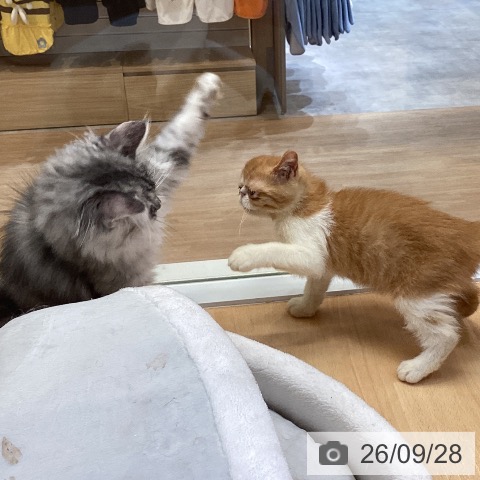 エキゾチックの写真