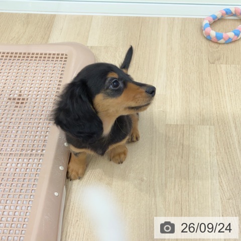 岐阜県のミニチュアダックスフンド(ロング) (ペットプラス 各務原店/2026年7月23日生まれ/男の子/ブラックタン)の子犬の3枚目の画像