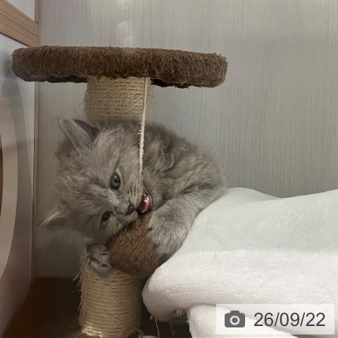 岐阜県のラガマフィン (ペットプラス 各務原店/2026年7月22日生まれ/男の子/ブルータビー)の子猫の3枚目の画像