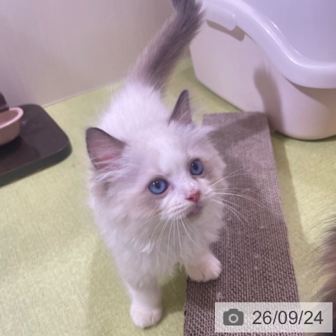 富山県のラグドール (ペットプラス 高岡店/2026年7月23日生まれ/男の子/シールポイントバイカラー)の子猫の4枚目の画像