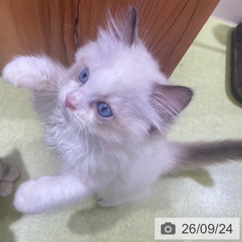 富山県のラグドール (ペットプラス 高岡店/2026年7月23日生まれ/男の子/シールポイントバイカラー)の子猫の3枚目の画像