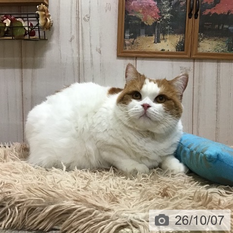 スコティッシュフォールドの写真