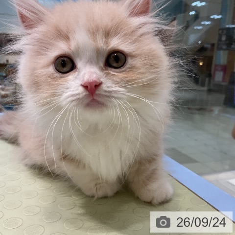 マンチカンの写真