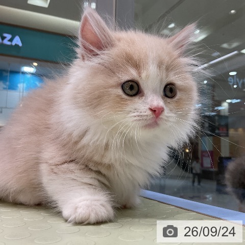 マンチカンの写真