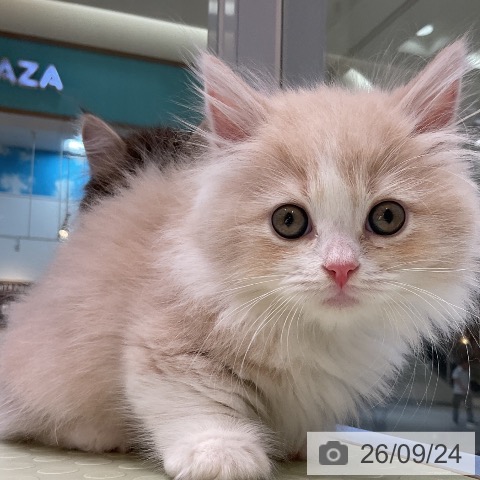 マンチカンの写真