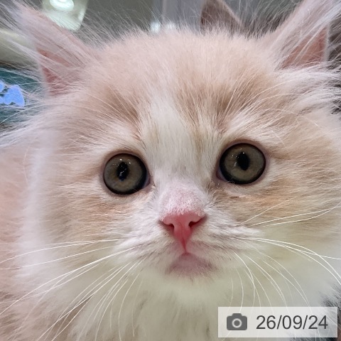 マンチカンの写真