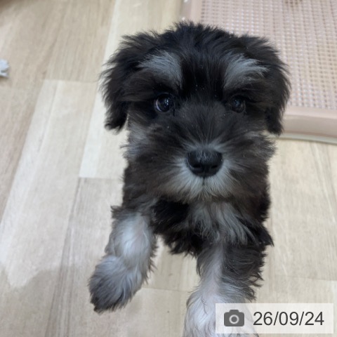 岐阜県のミニチュアシュナウザー (ペットプラス 各務原店/2026年7月23日生まれ/男の子/ブラックシルバー)の子犬の4枚目の画像
