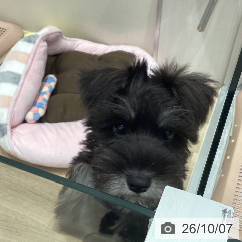 愛知県のミニチュアシュナウザー (ペットプラス 東浦店/2026年7月23日生まれ/女の子/ブラックシルバー)の子犬の3枚目の画像