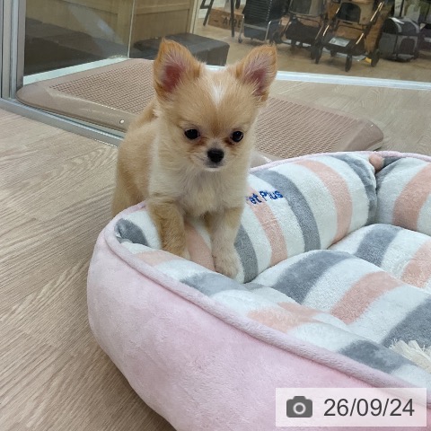 チワワの写真