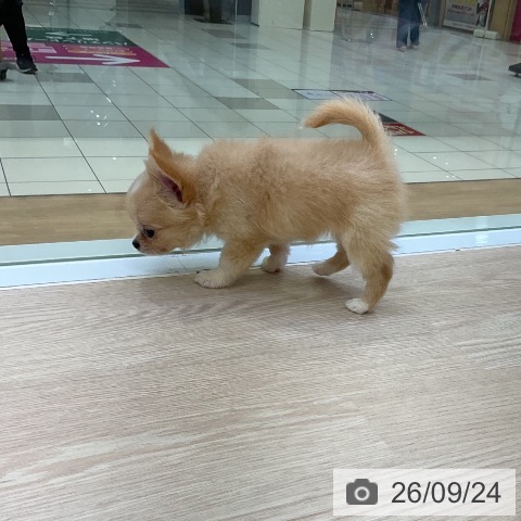 チワワの写真