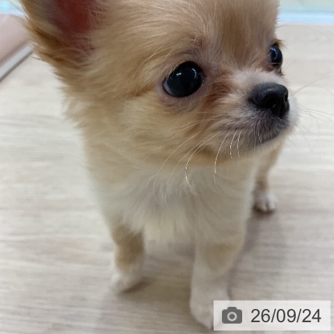 チワワの写真