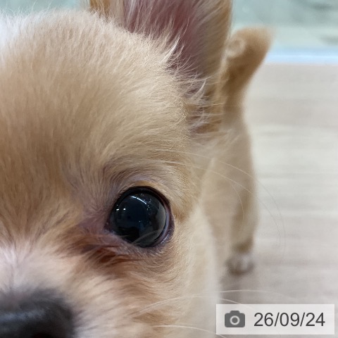 チワワの写真
