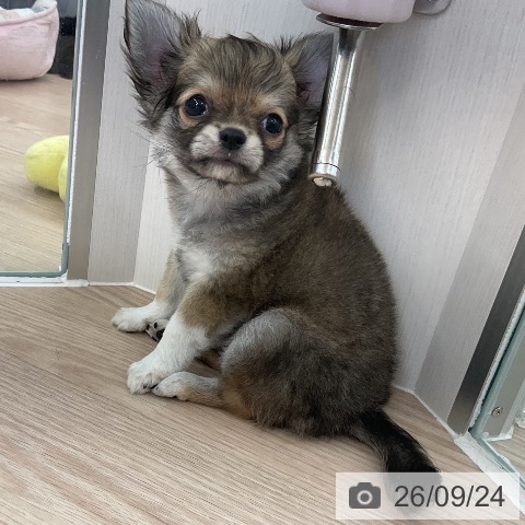 福井県のチワワ(ロング) (ペットプラス 福井店/2026年7月22日生まれ/男の子/フォーンホワイト)の子犬の4枚目の画像
