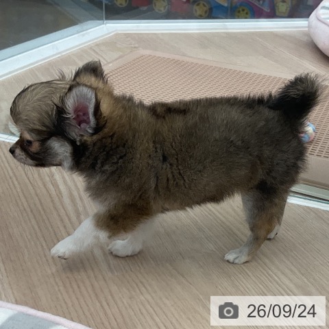 福井県のチワワ(ロング) (ペットプラス 福井店/2026年7月22日生まれ/男の子/フォーンホワイト)の子犬の3枚目の画像