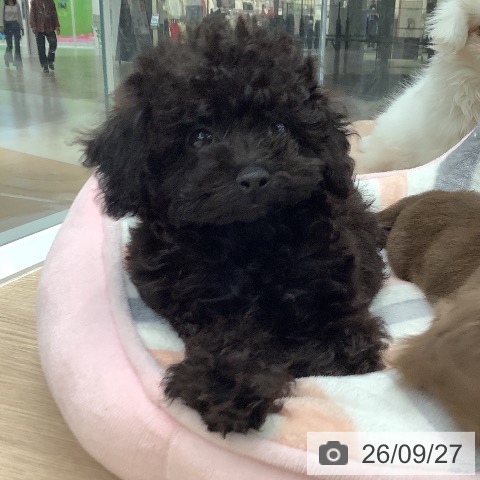 石川県のトイプードル(トイ) (ペットプラス 白山店/2026年7月16日生まれ/女の子/ブラック)の子犬の3枚目の画像