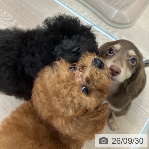 石川県のトイプードル(トイ) (ペットプラス 白山店/2026年7月16日生まれ/女の子/ブラック)の子犬の3枚目の画像