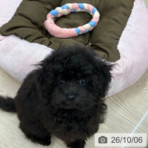 石川県のトイプードル(トイ) (ペットプラス 白山店/2026年7月16日生まれ/女の子/ブラック)の子犬の3枚目の画像