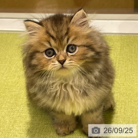 福岡県のミヌエット (ペットプラス 福岡店/2026年7月22日生まれ/男の子/ブラウンタビー)の子猫の4枚目の画像