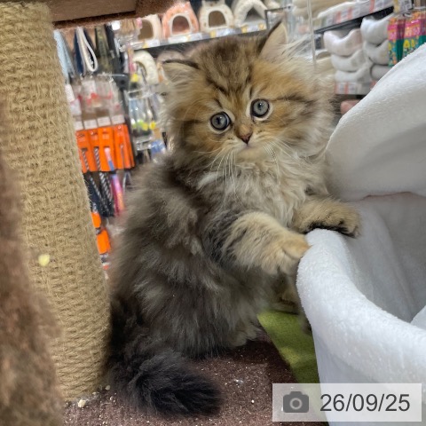 福岡県のミヌエット (ペットプラス 福岡店/2026年7月22日生まれ/男の子/ブラウンタビー)の子猫の3枚目の画像