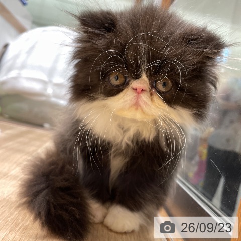エキゾチックの写真