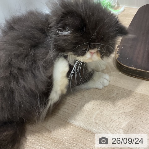 エキゾチックの写真