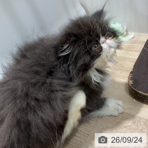 エキゾチックの写真