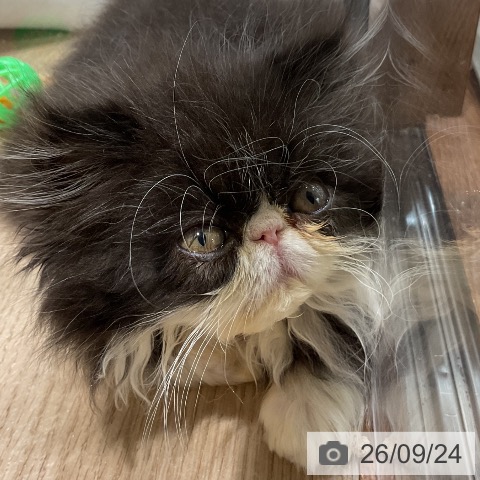 エキゾチックの写真