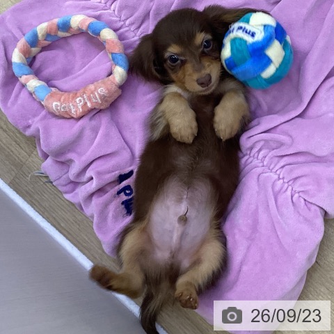 ミニチュア・ダックスフンドの写真
