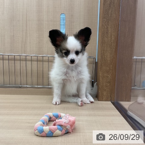 埼玉県のパピヨン (ペッツワン 浦和美園店/2026年7月22日生まれ/男の子/ホワイトブラウン)の子犬の4枚目の画像