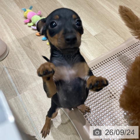 ミニチュア・ピンシャーの写真