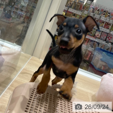 ミニチュア・ピンシャーの写真