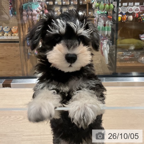 埼玉県のミニチュアシュナウザー (ペットプラス コクーンシティ店/2026年7月24日生まれ/男の子/ブラックシルバー)の子犬の3枚目の画像