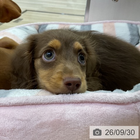 愛知県のカニンヘンダックスフンド(ロング) (ペットプラス mozoワンダーシティ店/2026年7月24日生まれ/男の子/チョコレートタン)の子犬の4枚目の画像