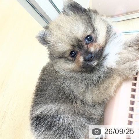 福島県のポメラニアン (ペットプラス 福島店/2026年7月24日生まれ/男の子/オレンジセーブル)の子犬の4枚目の画像