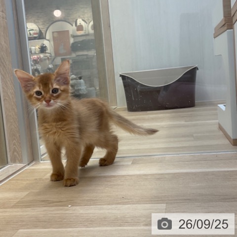 福岡県のソマリ (ペットプラス ららぽーと福岡店/2026年7月21日生まれ/女の子/レッド)の子猫の4枚目の画像