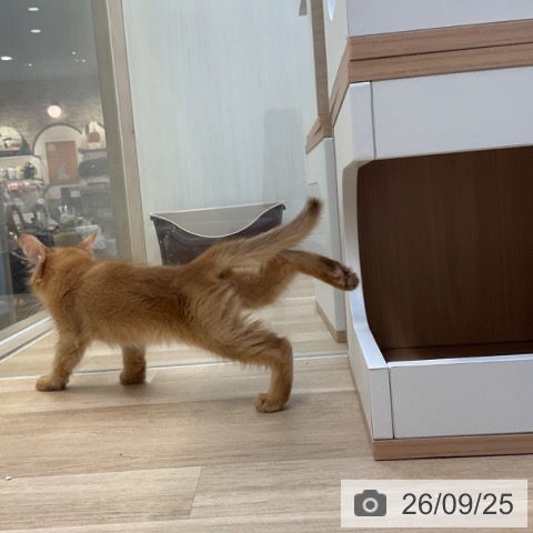 福岡県のソマリ (ペットプラス ららぽーと福岡店/2026年7月21日生まれ/女の子/レッド)の子猫の3枚目の画像