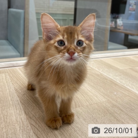 福岡県のソマリ (ペットプラス ららぽーと福岡店/2026年7月21日生まれ/女の子/レッド)の子猫の4枚目の画像