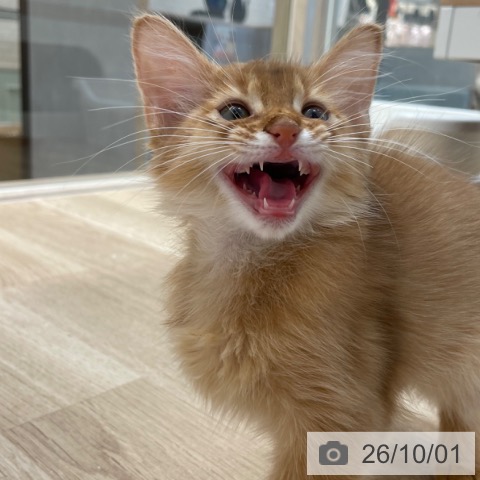 福岡県のソマリ (ペットプラス ららぽーと福岡店/2026年7月21日生まれ/女の子/レッド)の子猫の3枚目の画像