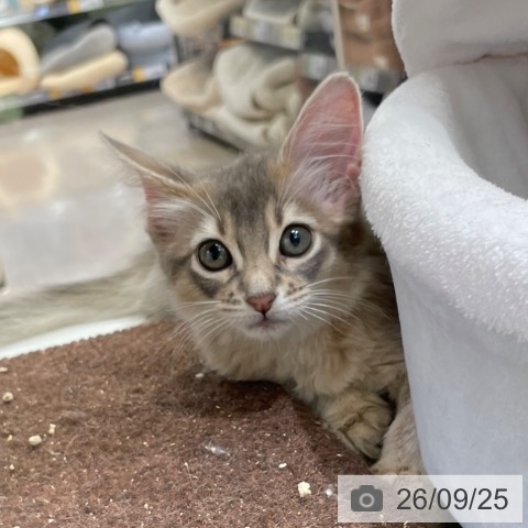 福岡県のソマリ (ペットプラス 福岡店/2026年7月21日生まれ/女の子/ブルー)の子猫の3枚目の画像