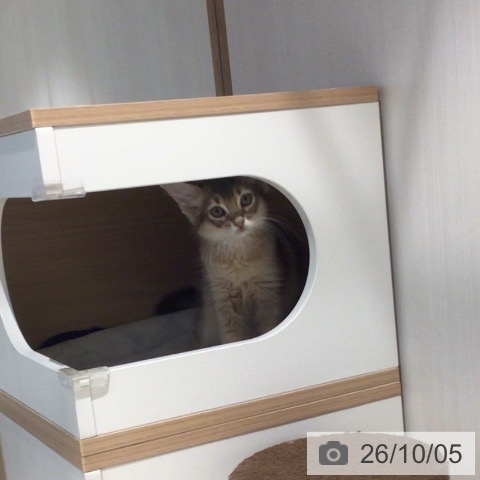 ソマリの写真
