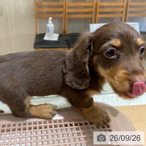 鹿児島県のミニチュアダックスフンド(ロング) (ペットプラス 姶良店/2026年7月23日生まれ/男の子/チョコレートタン)の子犬の3枚目の画像