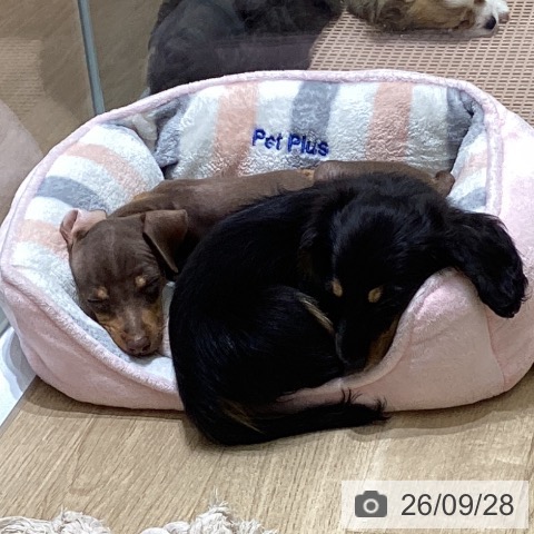 宮城県のミニチュアピンシャー (ペットプラス 名取店/2026年7月19日生まれ/男の子/チョコレートタン)の子犬の3枚目の画像