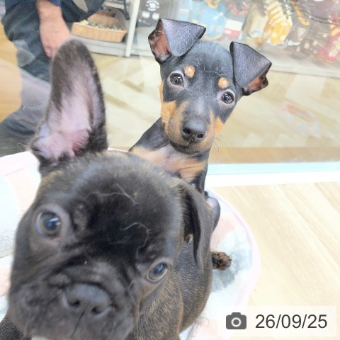 福島県のミニチュアピンシャー (ペットプラス 福島店/2026年7月19日生まれ/女の子/ブラックタン)の子犬の4枚目の画像