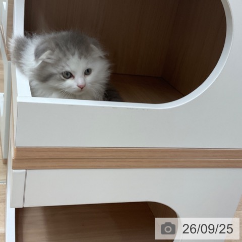 スコティッシュフォールドの写真